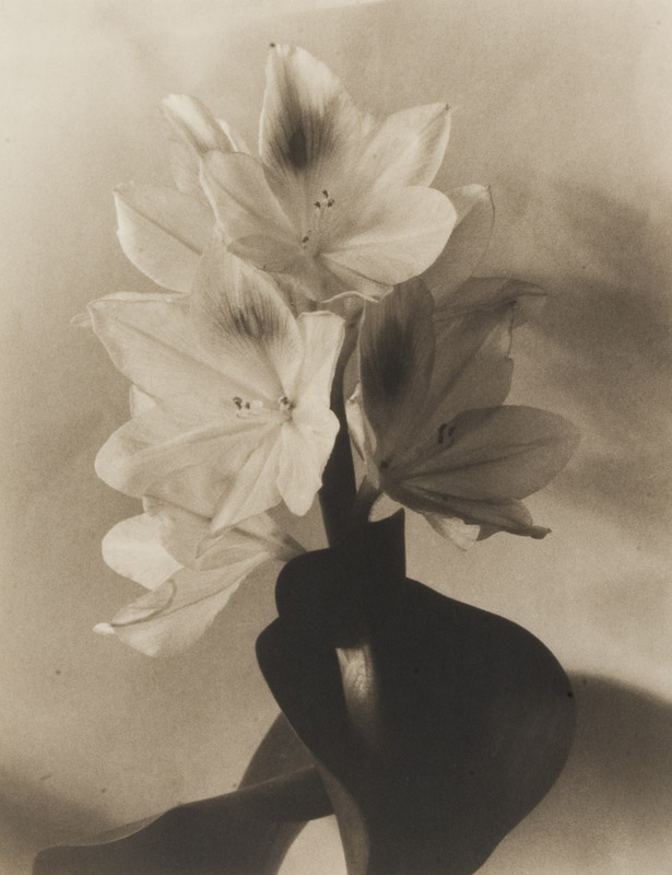 Blossom of Water Hyacinth 2, late 1920's